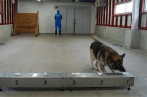 しゅうきせんべつくんれんのようす