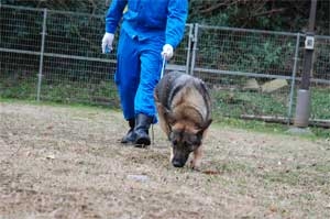 そくせきついきゅうくんれんのようす2