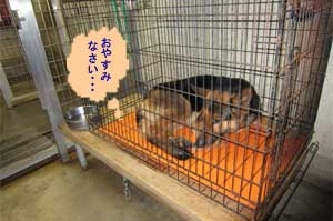 おやすみなさい