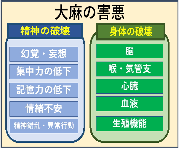 大麻の害悪　精神の破壊：幻覚・妄想、集中力の低下、記憶力の低下、情緒不安、精神錯乱・異常行動　身体の破壊：脳、喉・気管支、心臓、血管、生殖機能