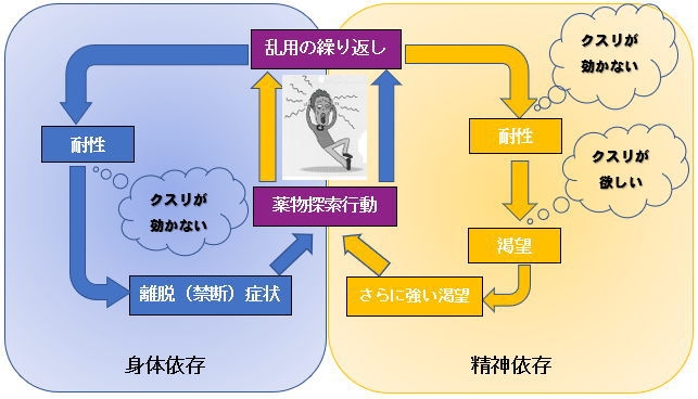 身体依存：乱用の繰り返し→耐性（クスリが効かない）→離脱（禁断）症状→薬物探索行動→乱用の繰り返し…　精神依存：乱用の繰り返し→耐性（クスリが効かない）→渇望（クスリが欲しい）→さらに強い渇望→薬物探索行動→乱用の繰り返し…　両方の依存も相まってやめることができなくなる