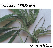 写真：大麻草メス株の花穂