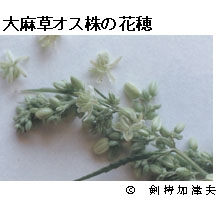 写真：大麻草オス株の花穂