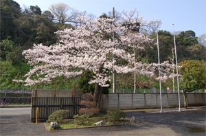 第一機動隊正門の桜画像