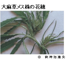 写真:大麻草メス株の花穂