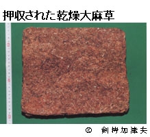 写真:押収された感想大麻草