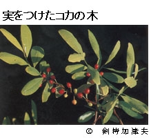 写真:実をつけたコカの木